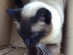 View Full Size - Picture of a cat