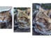 View Full Size - Picture of a cat
