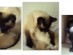 View full size - picture of a cat