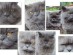 View full size - picture of a cat