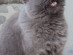 View full size - picture of a cat