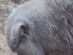 View full size - picture of a cat
