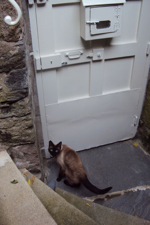 Picture of a cat / kitten / feline