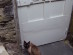View full size - picture of a cat