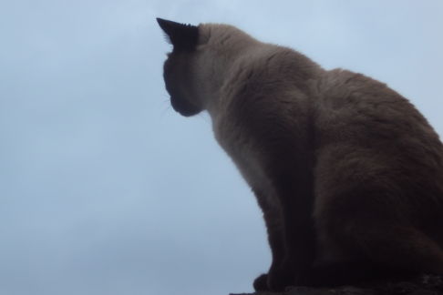 Picture of a cat / kitten / feline