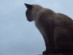 View full size - picture of a cat