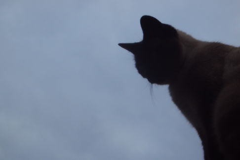 Picture of a cat / kitten / feline