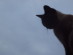 View full size - picture of a cat