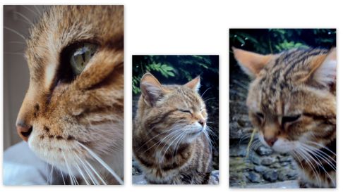 Picture of a cat / kitten / feline