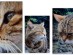 View full size - picture of a cat