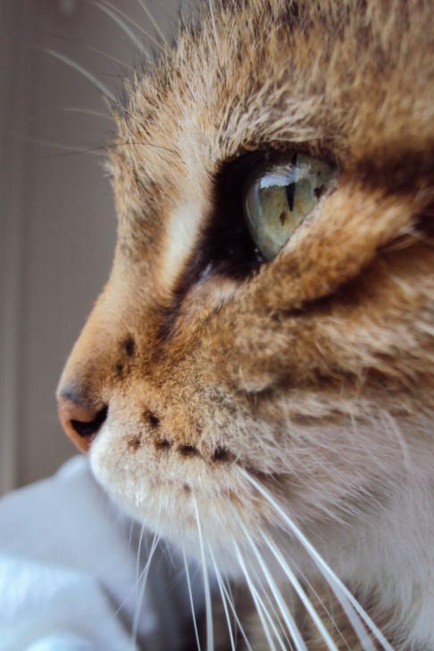 Picture of a cat / kitten / feline