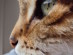View full size - picture of a cat