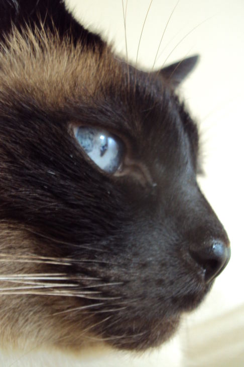 Picture of a cat / kitten / feline