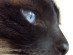 View full size - picture of a cat
