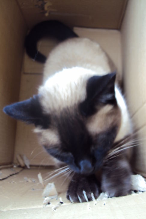 Picture of a cat / kitten / feline