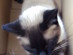 View full size - picture of a cat