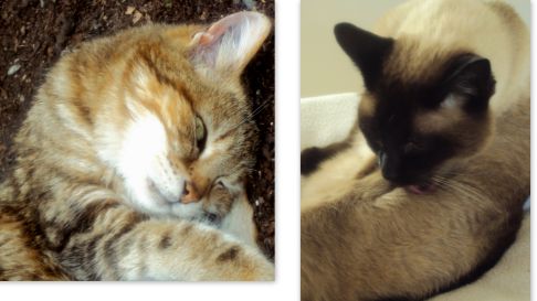 Picture of a cat / kitten / feline