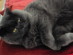 View Full Size - Picture of a cat