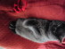 View Full Size - Picture of a cat