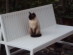 View Full Size - Picture of a cat