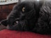 View Full Size - Picture of a cat