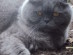 View Full Size - Picture of a cat