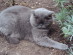 View Full Size - Picture of a cat
