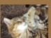 View Full Size - Picture of a cat