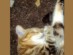 View Full Size - Picture of a cat