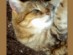 View Full Size - Picture of a cat