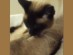 View Full Size - Picture of a cat