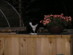 View full size picture