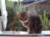 View full size - picture of a cat
