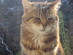 View full size - picture of a cat