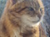 View full size - picture of a cat