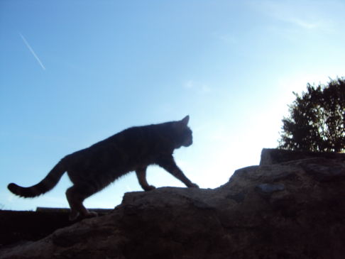 Picture of a cat / kitten / feline