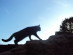 View full size - picture of a cat