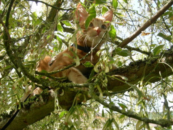 Picture of a cat / kitten / feline