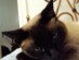 View Full Size - Picture of a cat