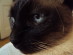 View Full Size - Picture of a cat