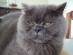 View Full Size - Picture of a cat