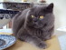 View Full Size - Picture of a cat