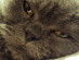View Full Size - Picture of a cat