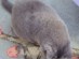 View Full Size - Picture of a cat