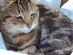View Full Size - Picture of a cat