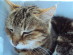 View Full Size - Picture of a cat
