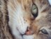 View Full Size - Picture of a cat