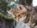 View Full Size - Picture of a cat