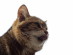 View Full Size - Picture of a cat