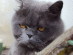 View Full Size - Picture of a cat